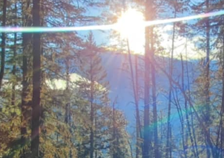 Sunlight streaming through a British Columbia forest